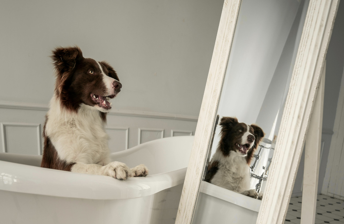 dog bath